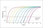 实时荧光PCR | 内标定量与外标定量的
