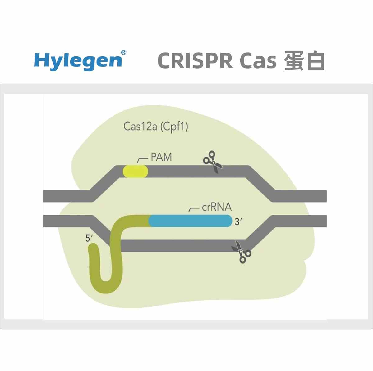 AsCas12a(Cpf1)-NLS