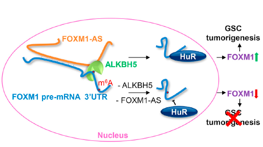 ALKBH5和FOXM1-AS可与FOXM1协同作用，促进恶性胶质瘤肿 瘤形成