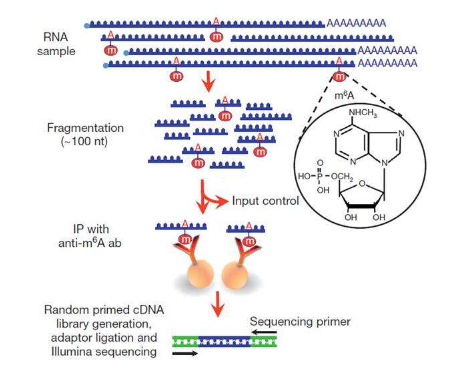 我们m6A RNA-seq实验流程