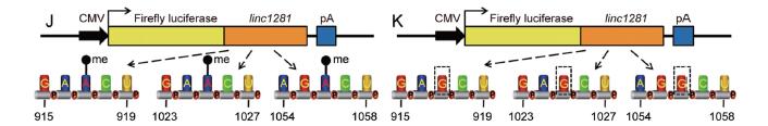 荧光报告素酶实验共转染linc1281与miRNA mimics