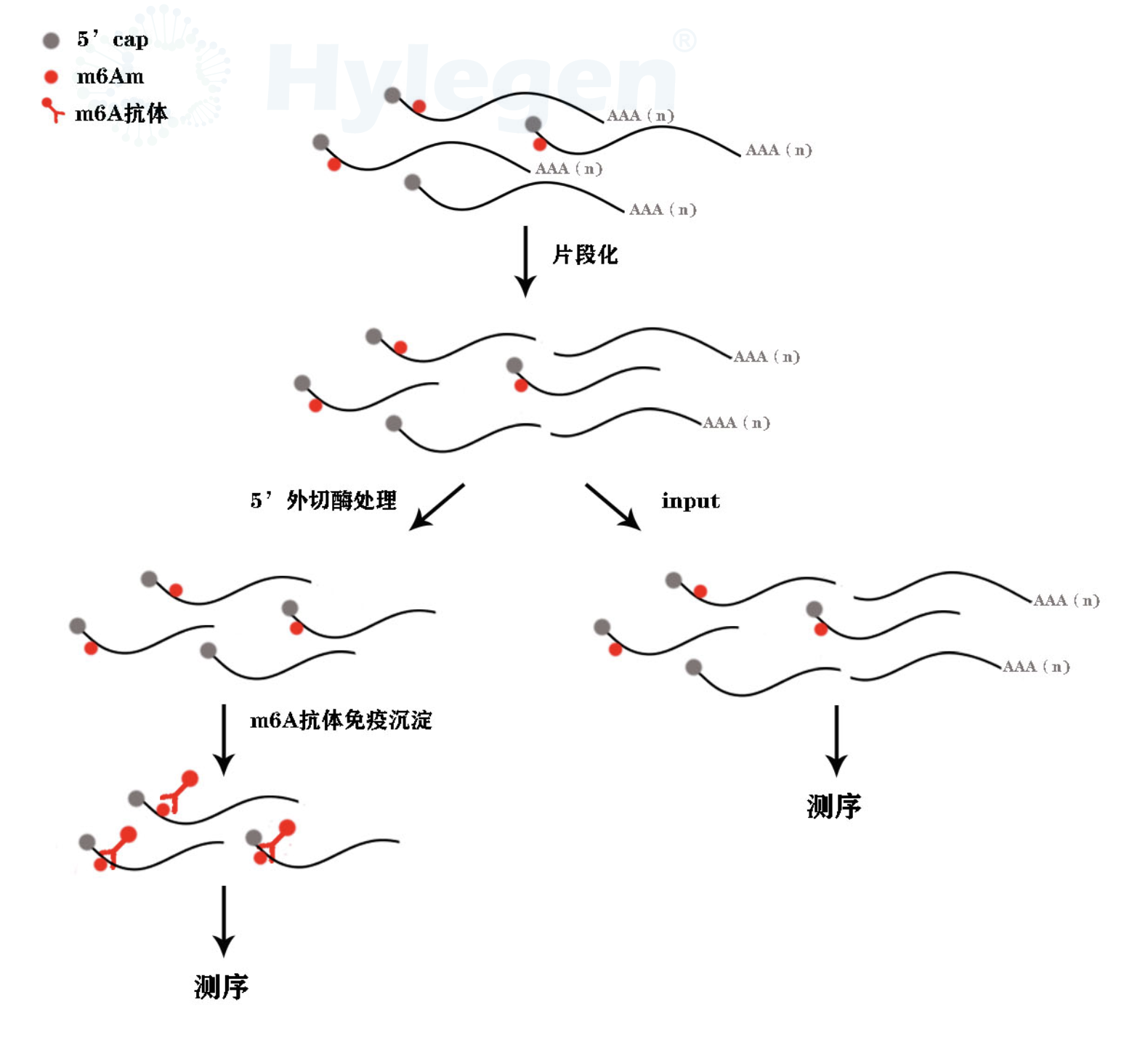 m6Am测序流程图