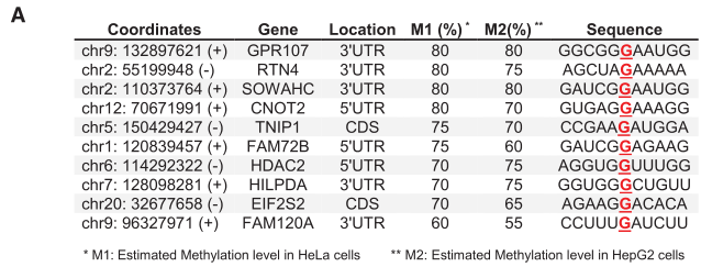 (A) Hela和HepG2细胞进行m7G单碱基深度测序：10个代 表性的mRNA内m7G修饰结果展示。(C) 801个m7G位点的mRNA特征。（E）前7个mRNA内 m7G motif在mRNA中的分布百分比。
